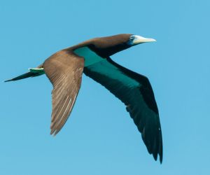 Brown boobie