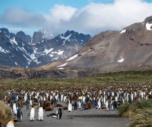 King Penguins, Salisbury Plain