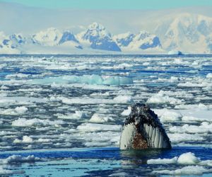 Whale surfacing