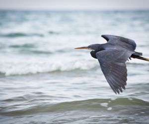 Reef Egret, Raja Ampat