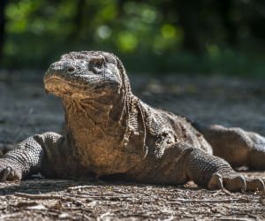 Komodo dragon