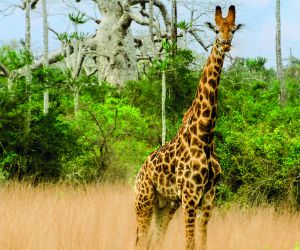 Giraffe, Kissama National Park
