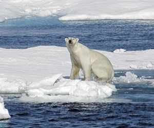 Polar bear