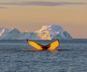 Disko Bay