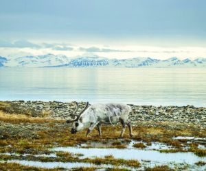 Svalbard reindeer