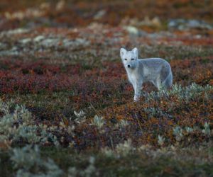 Arctic fox