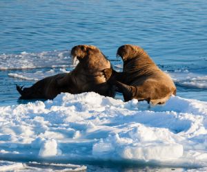 Walrus