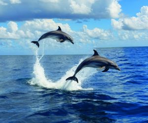 Dolphins