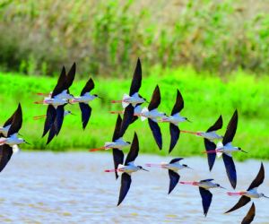 Black-winged stilts