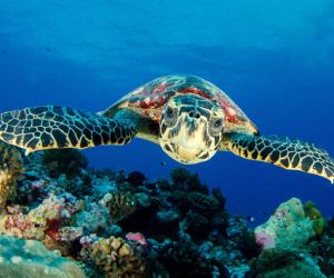 Hawksbill Sea Turtle