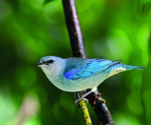 Azure-shouldered Tanager, Ilhabela