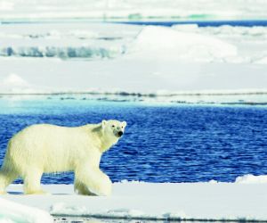 Polar bear