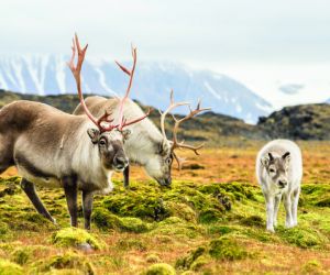 Wild Reindeer Family