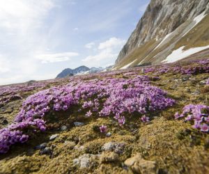 Tundra