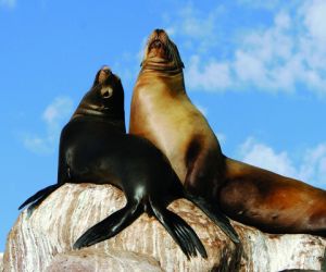 Sea lions