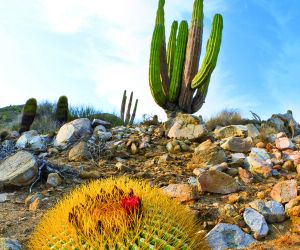 Cacti
