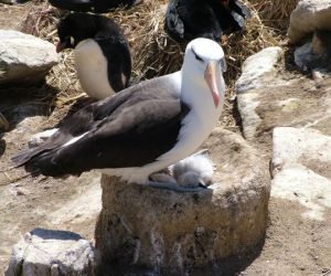 Black-browed Albatross