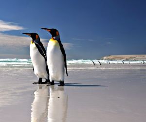 King penguins