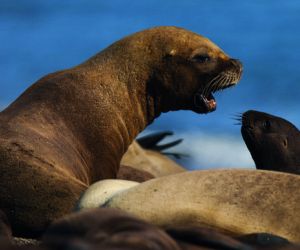 South American sea lions