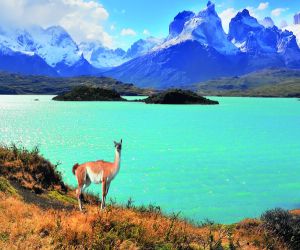 Guanaco in Torres del Paine National Park.