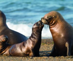 Sea lions