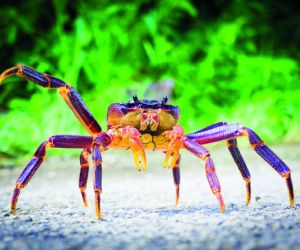 Coconut crab
