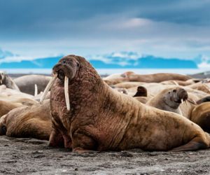 Sea lions