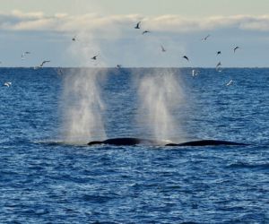 Whales spouting