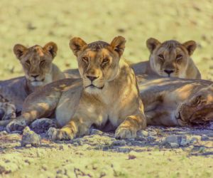 Lionesses, Etosha National Park