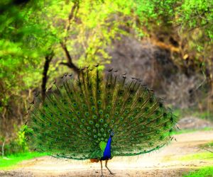 Indian Peacock