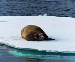 Walrus on the ice