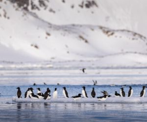 Svalbard birdlife