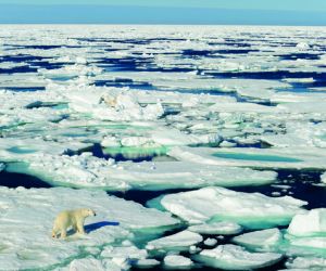 Polar bears