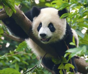 Giant Panda, Chengdu