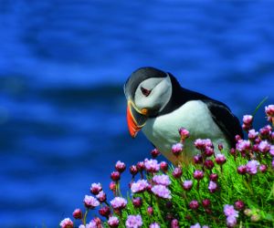 Puffin
