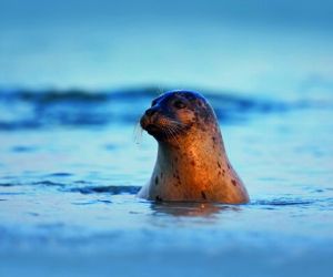 Seal
