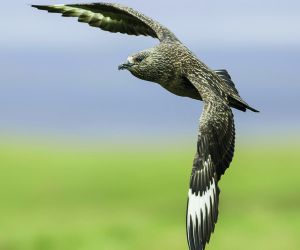 Great Skua