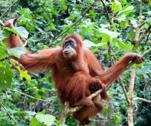 Orangutan