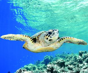 Hawksbill Sea Turtle