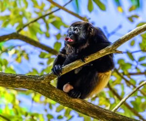 Howler monkey