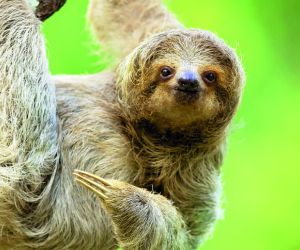 The brown-throated sloth