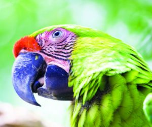Parrot