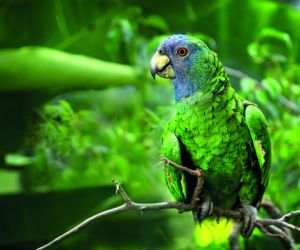 Jaco Parrot, Dominica