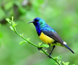 Sunbird, Zimbabwe
