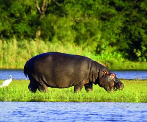 Hippo