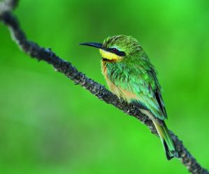 Little bee-eater