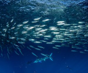 The Sardine Run