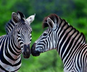Zebras