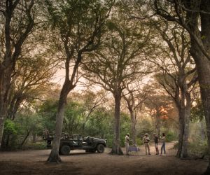 Phinda Game Reserve forest