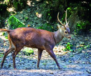 Bawean deer